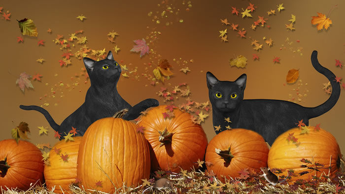 Click to Enlarge-Esc to Close EventPhotos/Halloween/black cats.jpg